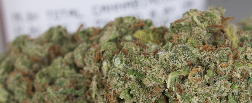 Candy_Jack_Medical