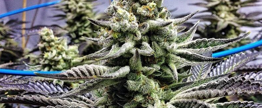 Cookies and Cream Growing