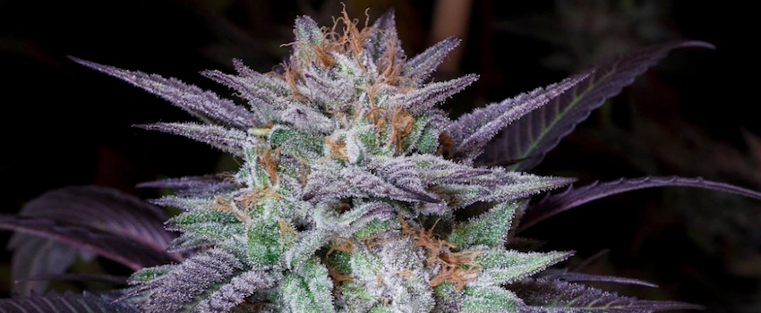 Dark Star Growing