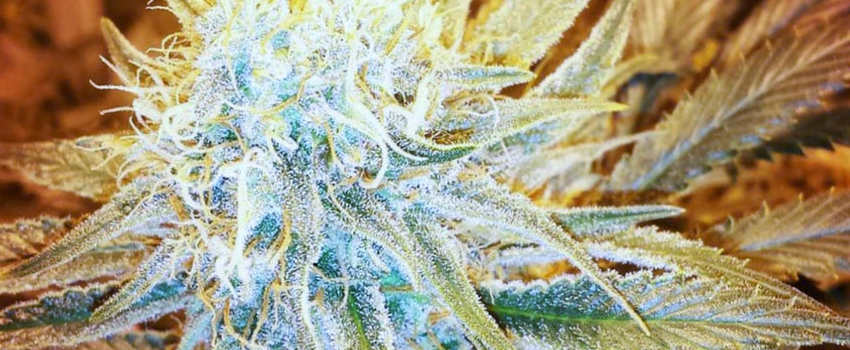 G13_Effects