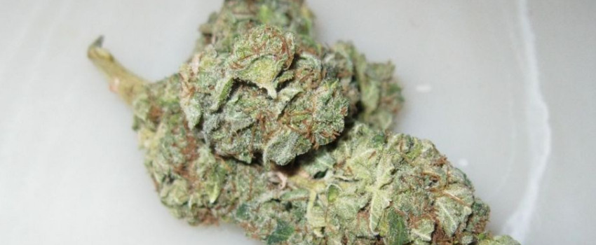 G13_Haze_Adverse_Reaction