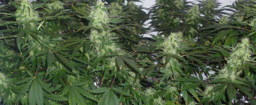 G13_Haze_Growing