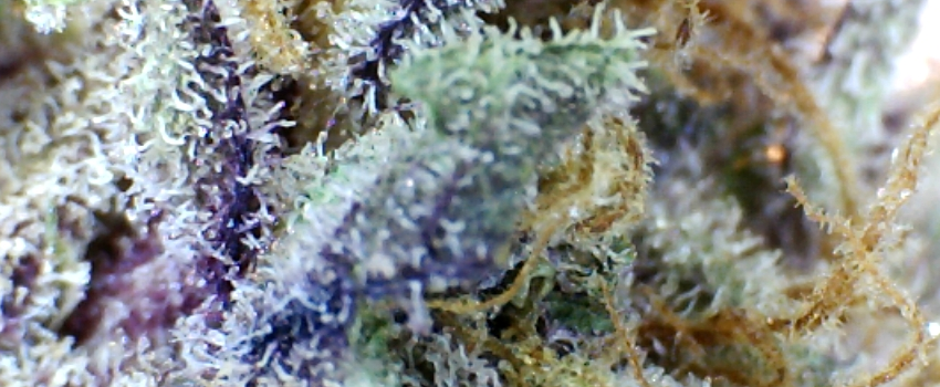God_Bud_Adverse_Reaction