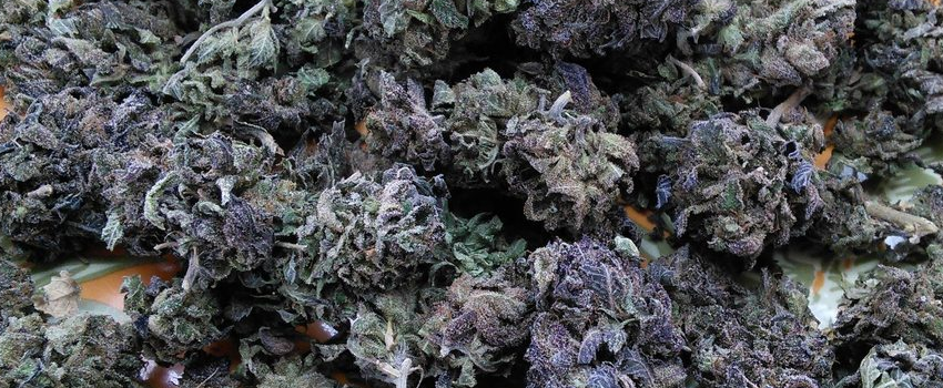 God Bud