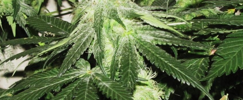 God Bud Growing