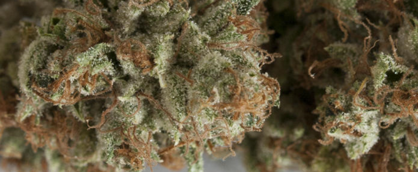 Kosher_Kush_Adverse_Reaction