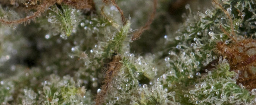 Kosher_Kush_Effects