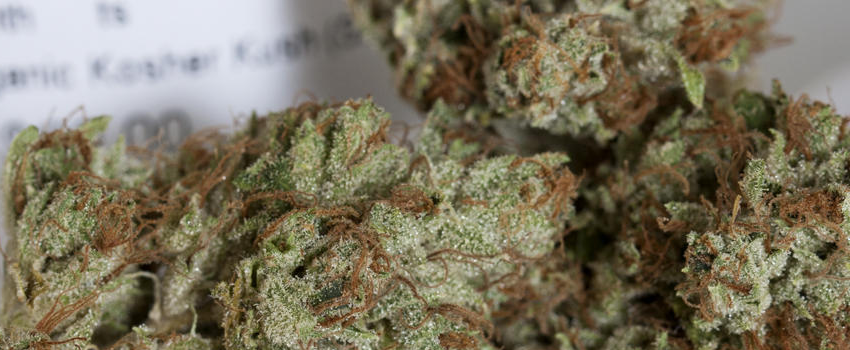 Kosher_Kush_Medical