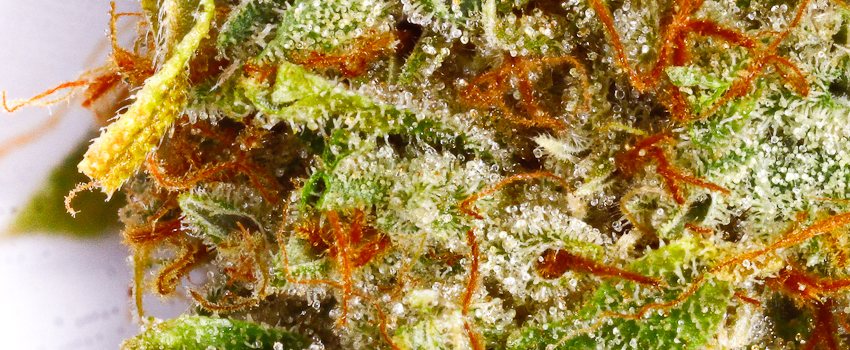 Larry OG Growing