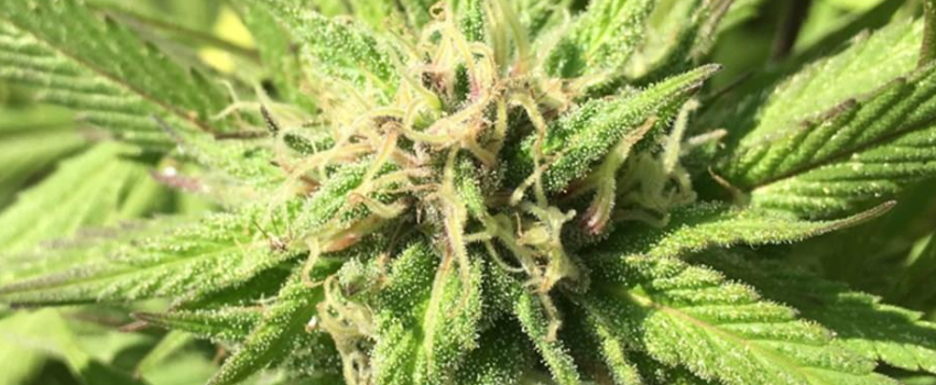 Lavender_Growing