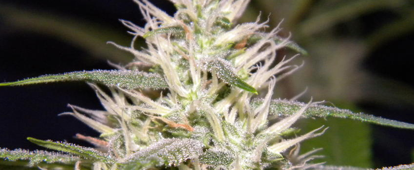 MK Ultra Growing