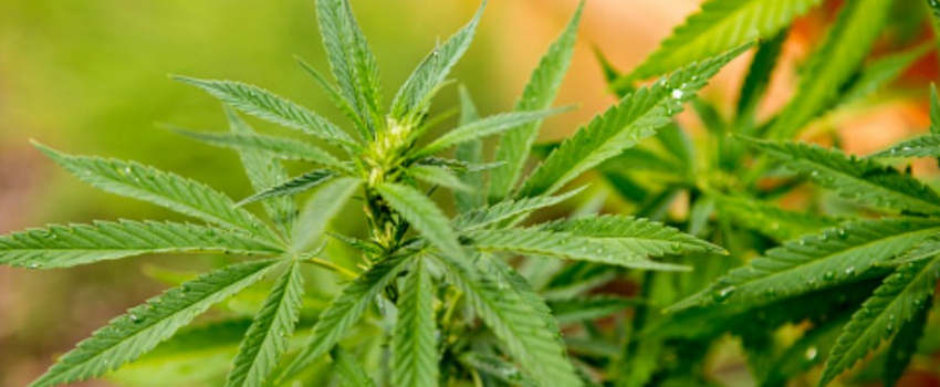 Medical_Marijuana