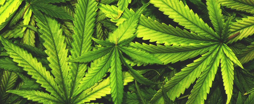 Medical_Marijuana