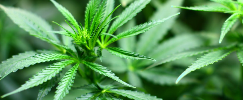 Medical_Marijuana