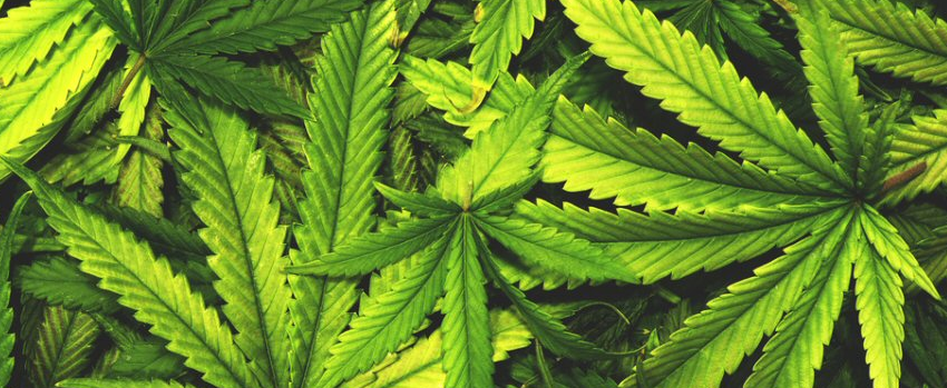 Medical Marijuana