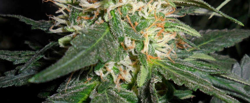 Moby_Dick_Growing