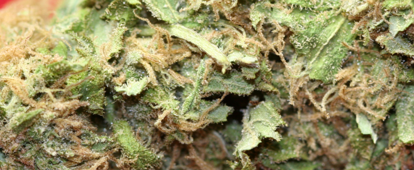 Orange Kush Effects