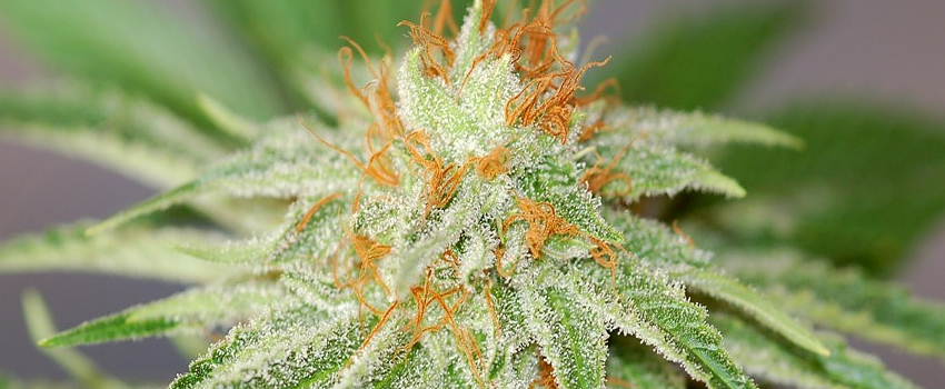 Orange_Kush_Growing