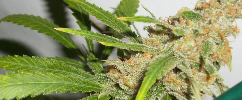 Pineapple Kush Growing