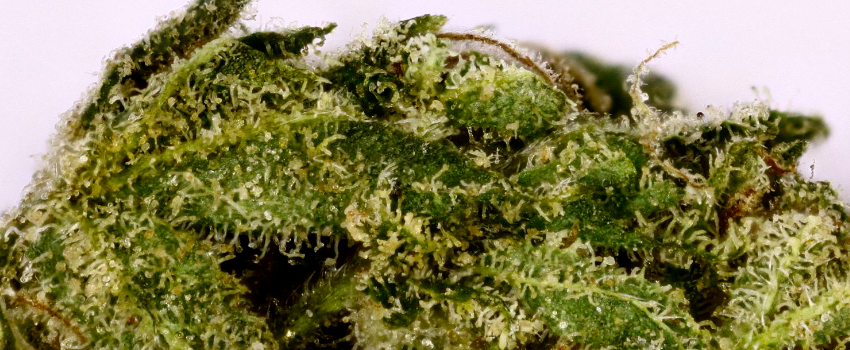 Pineapple Trainwreck Effects