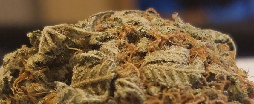 Platinum_Kush_Adverse_Reaction