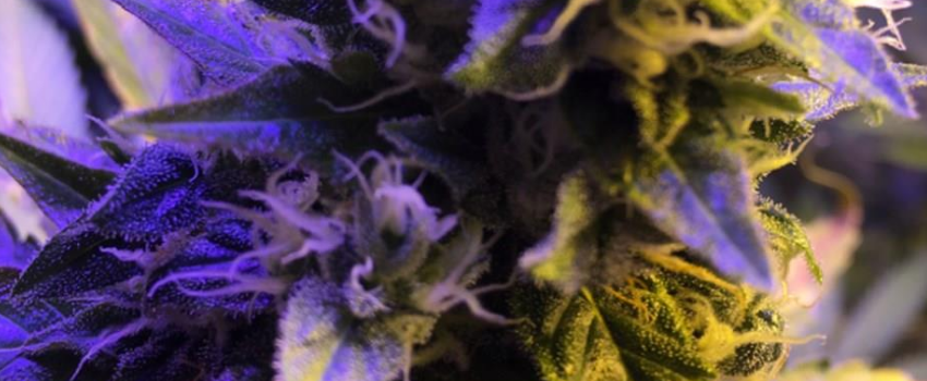 Platinum_Kush_Effects