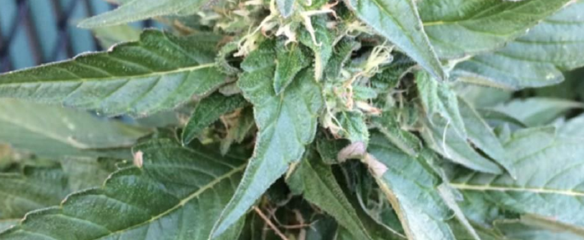 Platinum_Kush_Growing