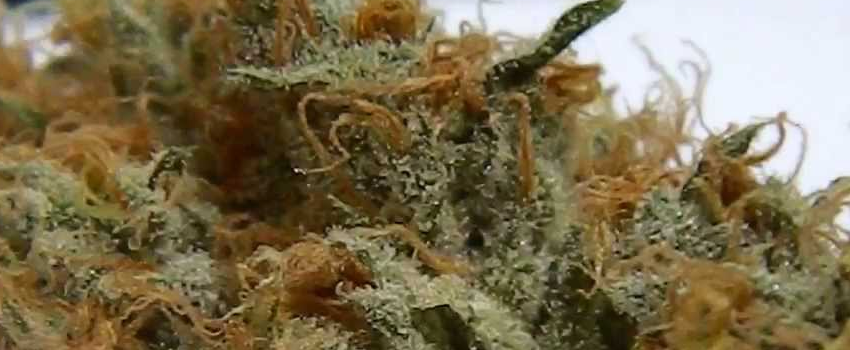 Sage n Sour Flavors