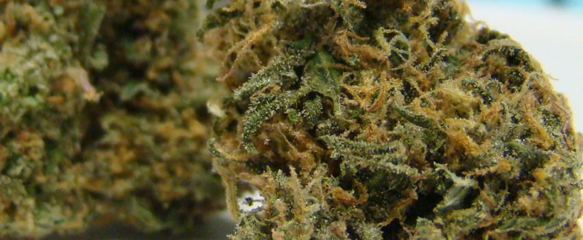 Sensi Star Adverse Reaction