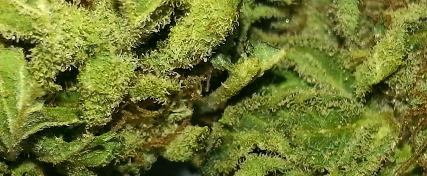 Sensi Star Growing