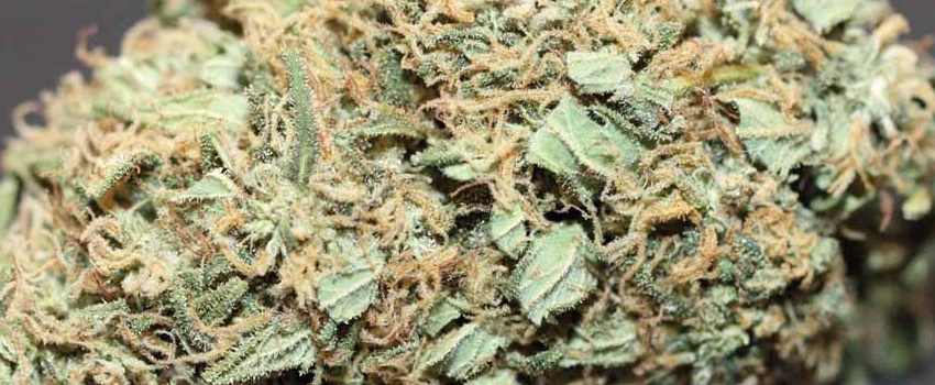 Snowcap Adverse Reaction