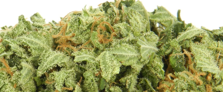 Snowcap Growing
