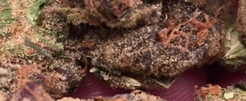 Thin_Mint_Effects