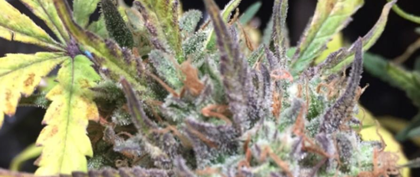 Thin_Mint_Growing