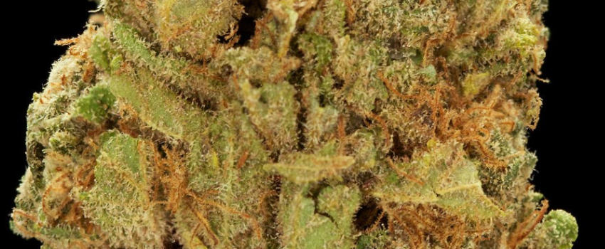 Afghan_Medical