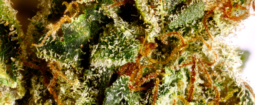 Alien_Dawg_Adverse_Reaction