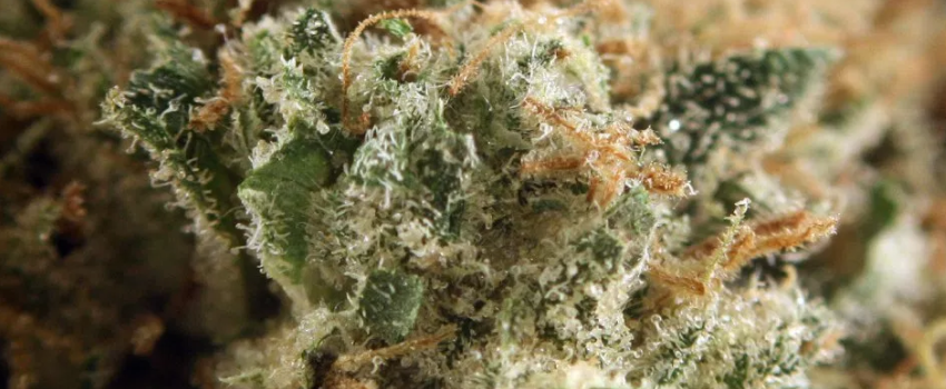 Alien_Dawg_Effects