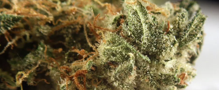 Alien_Dawg_Medical