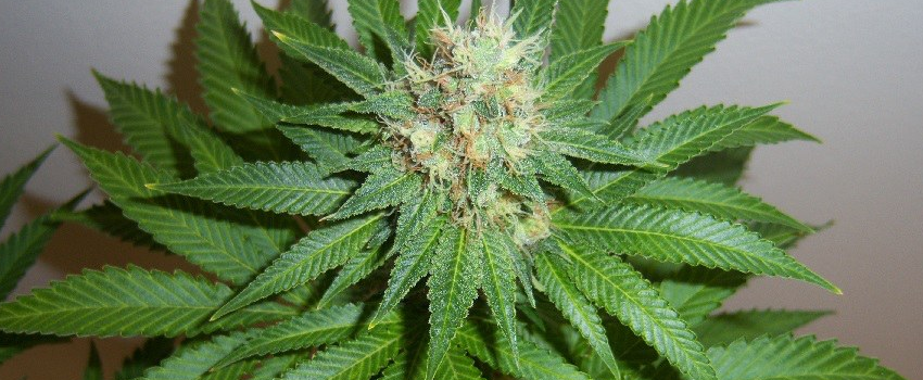 Blue_Widow_Growing