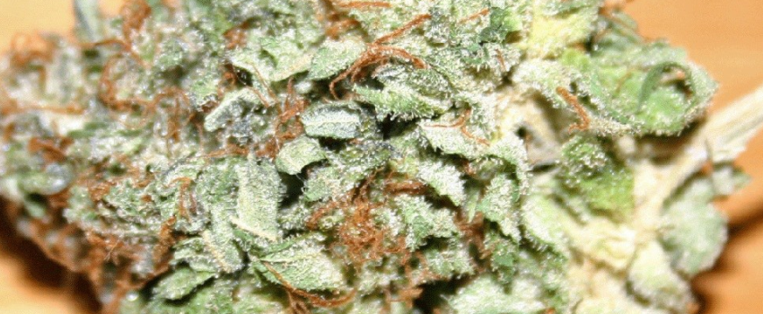 Blue_Widow_Strain