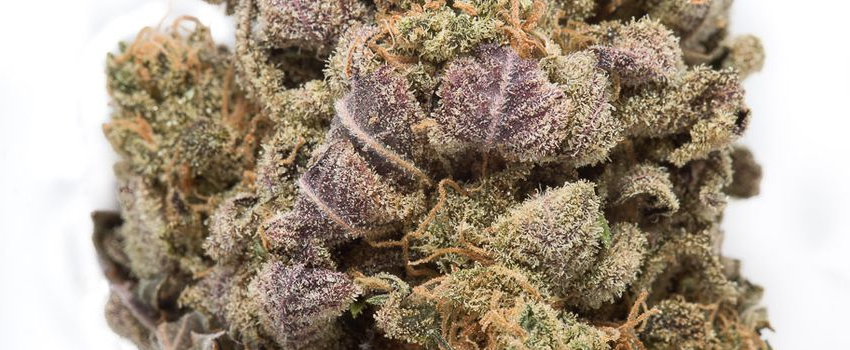 Blue Widow Adverse Reaction