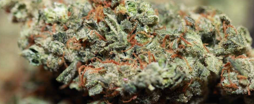 Casey_Jones_Effects