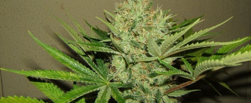 Cherry_Bomb_Medical