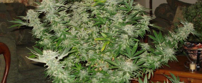 Great_White_Shark_Growing