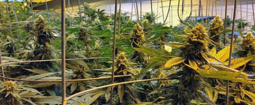 Growing_and_Manufacturing_Marijuana