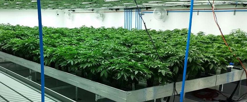 Growing_and_Manufacturing_Marijuana
