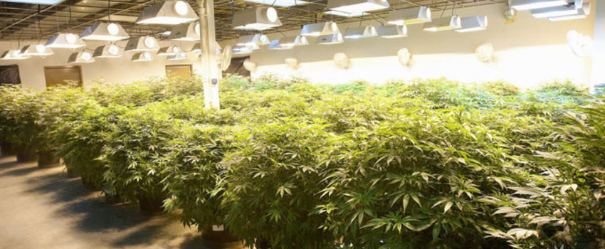 Growing_and_Manufacturing_Marijuana