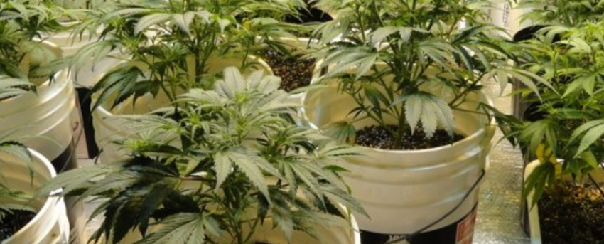 Growing_and_Manufacturing_Marijuana