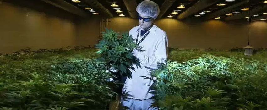 Growing_and_Manufacturing_Marijuana