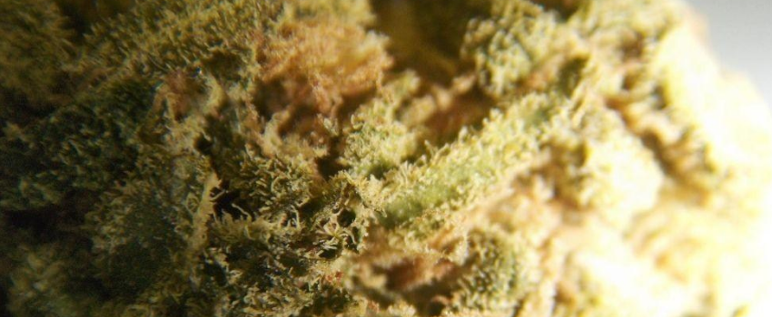 Hash_Plant_Flavors